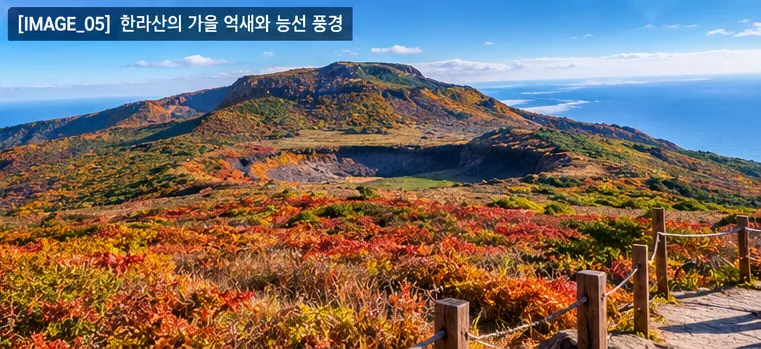 제주 한라산의 가을 숲과 억새, 멀리 보이는 한라산 능선 연출 사진